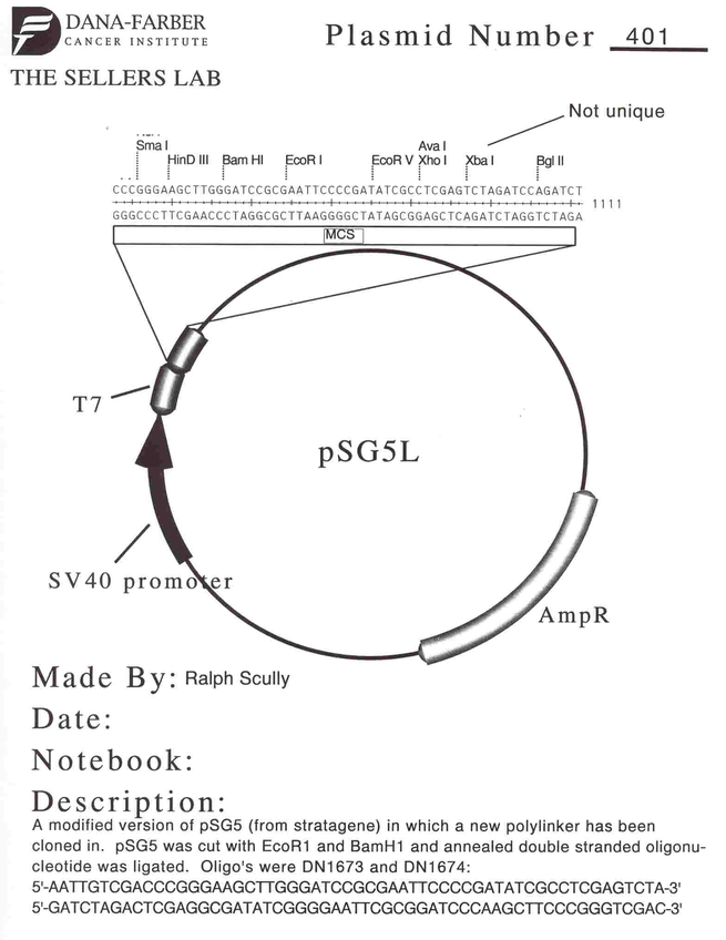 401 pSG5L质粒图谱